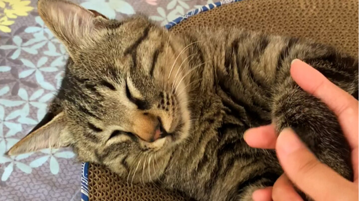 Kucing li hua yang telah dipelihara sejak kecil, bisa digendong selama berapa lama?