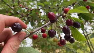 Cây cherry giống lạ trái quá chừng/cuộc sống pháp/cherry-picking/vườn