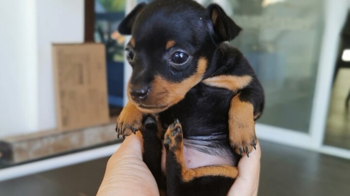 مقارنةً بإنجاب الأطفال وتربيتهم، أجد أنّ إنشاء حديقة حيوان خاصة بي ألذّ بكثير!