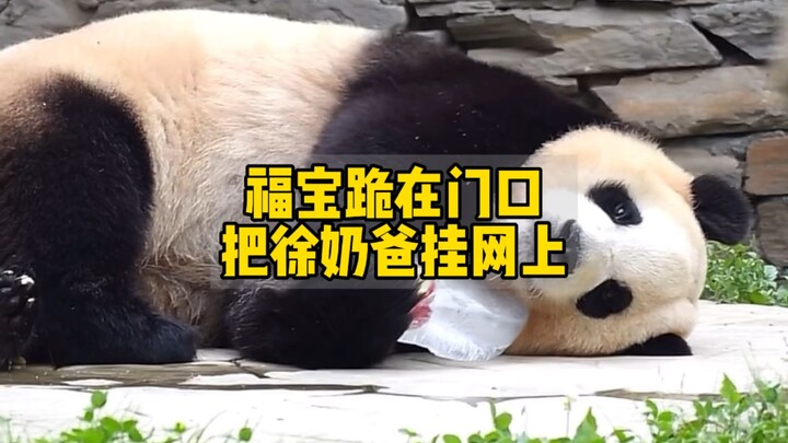 Fubao quỳ trước cửa nhặt măng ăn, giả vờ đáng thương; trước khi tan làm, anh Xu — “bố nuôi” — đã đến