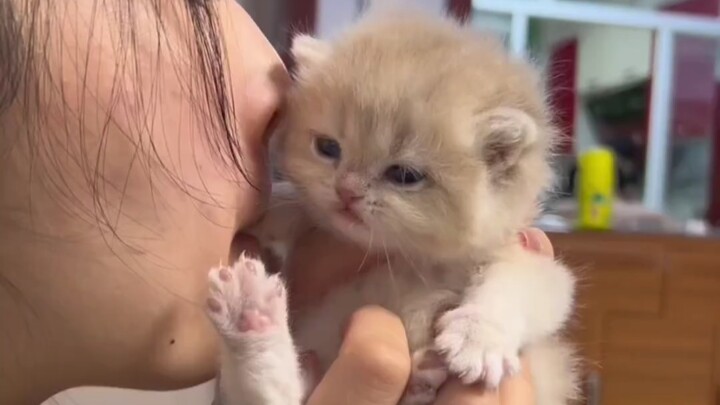 Biting the kitten’s paws—see how it reacts! So funny!