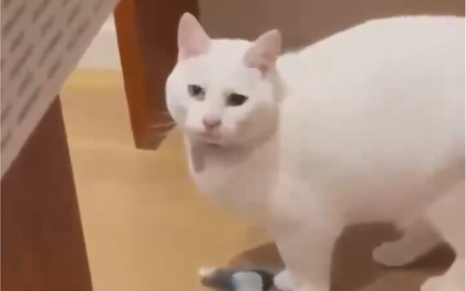 Cat: This idiot doesn’t know anything, sigh.