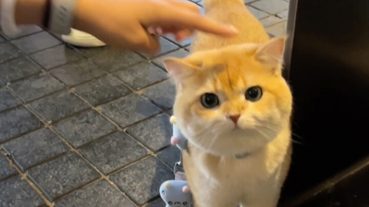 Kucing, kamu menggemaskan sampai orang-orang nggak bisa menahan diri untuk menginjak-injak lantai!