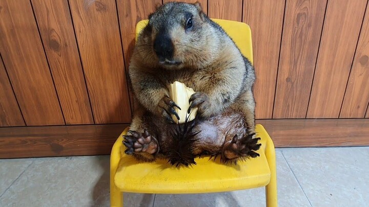 Con marmot ngồi trên ghế ăn mít