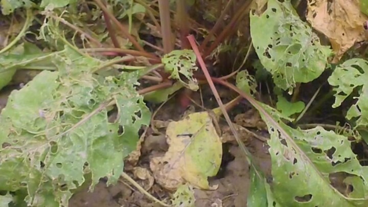 Water Radish Cultivation in the Post-Apocalyptic Wasteland