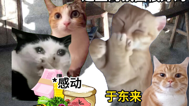 Một siêu thị thay đổi cả một thành phố #meme_mèo #ấm_áp_tình_người #Phàm_Đông_Lai