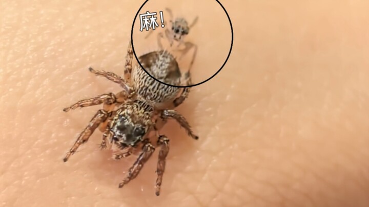 Ternyata laba-laba pelompat juga anak mama