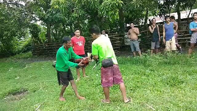 Tinola line 5x win kanan