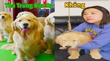Thú Cưng TV | Trứng Vàng và Trứng Bạc #38 | Chó Golden Gâu Đần thông minh vui nhộn | Pets smart dog