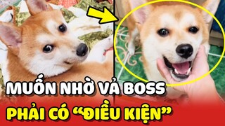 Sen bất lực với chú Shiba MUỐN NHỜ VẢ thì phải có ĐIỀU KIỆN 😂 | Yêu Lu