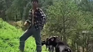 Amazing funny animal attack