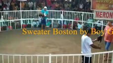 Sweater Boston grabe pumalo hindi na sugatan🏆🐓 sureball kung pumalo🧨.