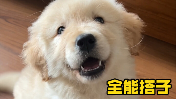 Nuôi một chú chó cũng giống như có được đủ loại “bạn đồng hành”