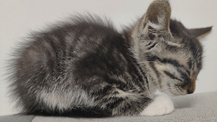 Banyak penonton suka mendengar suara kucing kecil? Di video kali ini, kamu bisa puas mendengarnya—as