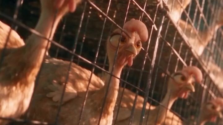 母鸡和她的小鸡们 //The hen and her chicks //মুরগি ও তার বাচ্চা