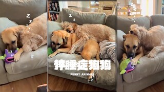 Untuk berjaga-jaga jika kalian belum pernah melihat anjing yang menderita narkolepsi‼️