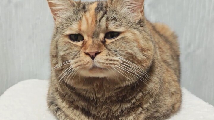 I'm just a square cat.