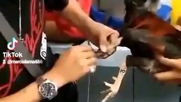 ariel 7 gaffer sabong