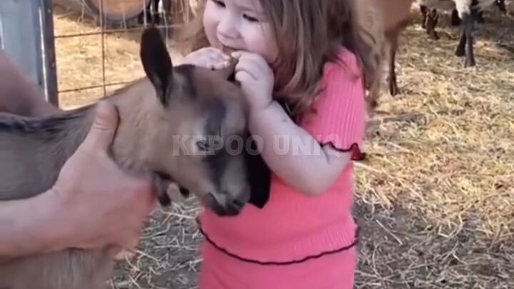 Anak  Kecil Dan Kambing mbek 🤣🤣