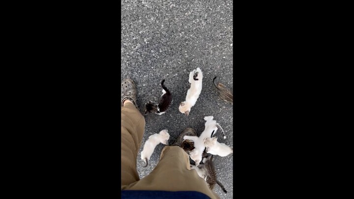 Man Gets Ambushed by Swarm of Kittens! #Shorts