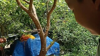 súng bắn xà bông