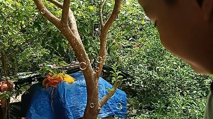 súng bắn xà bông