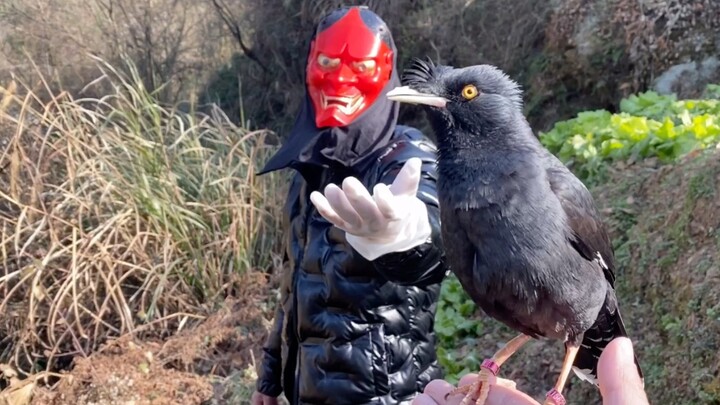 Anak ini benar-benar bersusah payah demi adu kepintaran dengan seekor burung.