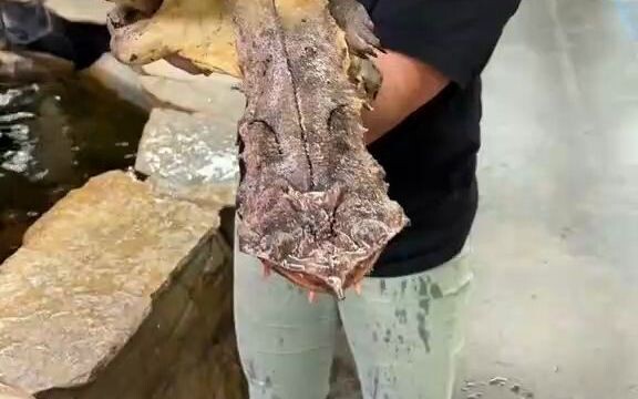 [The Turtle] It literally doesn’t look like it belongs in this world!