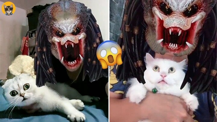 🙀Cat Afraid Of The Predator Filter On Tik Tok - Funny Cats Reaction | Pets House