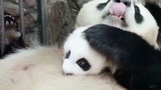 熊猫躺在妈咪肚子上实在是太舒服啦