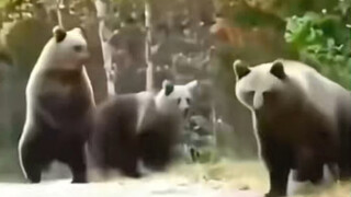 Anjing: Kalian bertiga tidak cukup untuk dikalahkan oleh tuanku! Xiong: Bahkan tidak cukup bagi kami