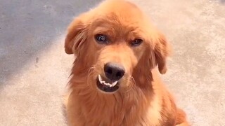 Gouzi: Bolehkah kita tidak menilai anjing dari penampilannya?