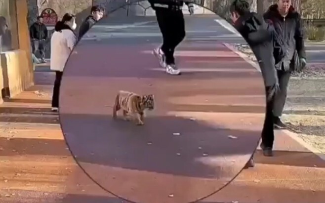 การพบกันครั้งแรกของลูกเสือตัวน้อยกับทารกมนุษย์ ผู้ปกครองทั้งสองฝ่ายต่างก็ลุ้นระทึก ลูกเสือพูดว่า: “เ