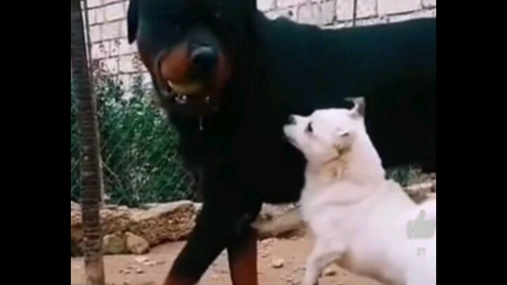 Xiaobai: I think I heard its belly rumble.