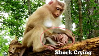 Shock Crying... Baby Monkey Rex​ Extremely Crying  Angry Mom Not Feed Milk, Rose Try Understand Rex​