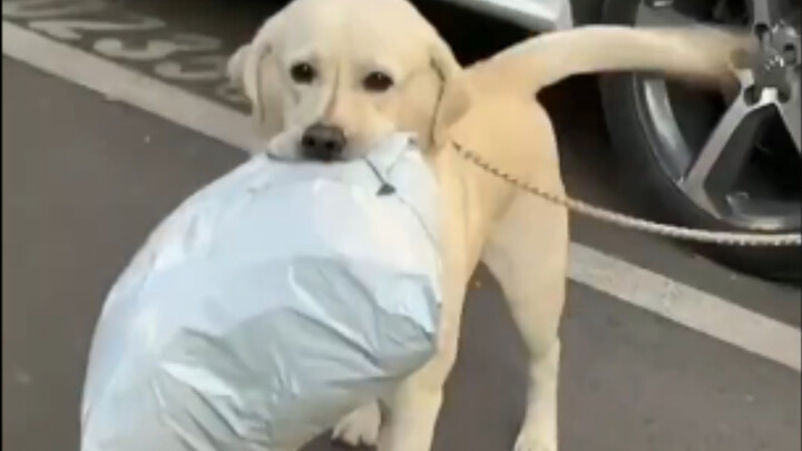 It seems to know it’s a precious treasure.