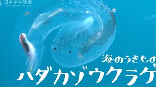 Incredibly cute marine sprite, Pterotrachea—surprise! It's not a jellyfish, but a snail!