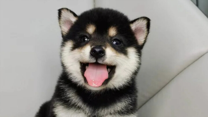 Hari pertama si anjing Shiba hitam kecil tiba di rumah, neneknya imut banget!
