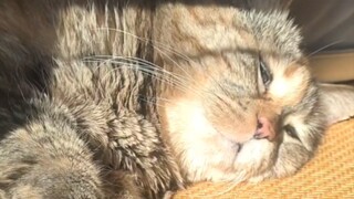 Kucing, aku mau tidur siang, tolong beri tahu aku