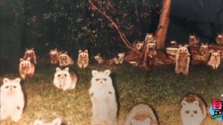 【Daily Awkward Moment】A netizen sucks on their cat every morning before heading out, but the cat doe