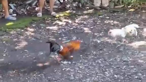 Dalawa Tari sobra kasi laki ng Puti