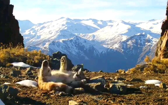 Kamera merekam kucing gunung langka banget yang manis banget saat live!