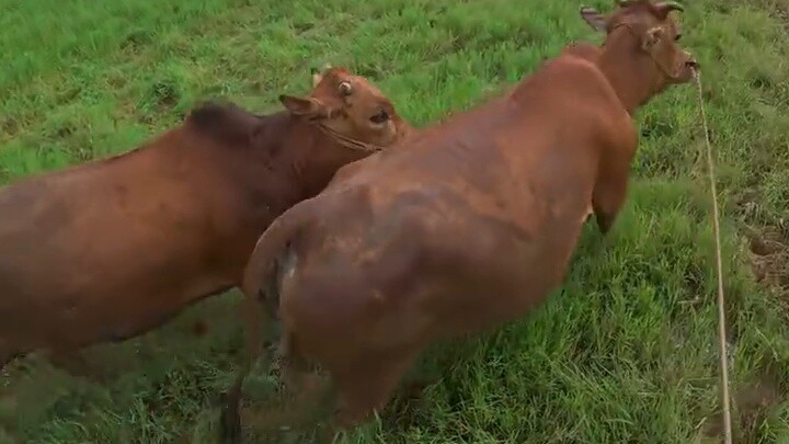 Hari ini, akulah orang jahat yang memecah belah pasangan...