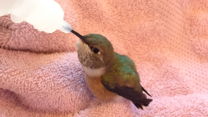 Đôi mắt của chú chim ruồi non tràn đầy sự mong chờ dành cho dòng mật ngọt.