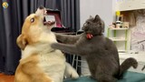 CATS vs DOGS 🐱🐶 FUNNY & CUTE Animals Videos 2023