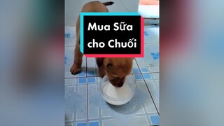 Chiều e Chuối cực kỳ luôn ấy.  cũng là tiktok của tớ. 1 số bạn cứ bảo nhìn quen quen.cunyeucuadua chó chócon chókhôn chócute