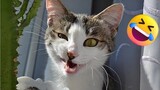 funny cat compilation - 😂😅funny cat/funny dog videos - afv funniest animals #52 #viral #tiktok #cat