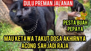 Ngakak Kucing Acong Sah Jadi Raja Di Cats Lovers Tv Pesta Buah Panen Sendiri..!