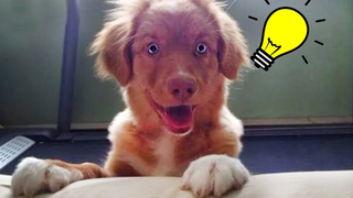 เมื่อสุนัขของคุณฉลาดกว่าที่คุณคิด - Funny Dog Videos🤣