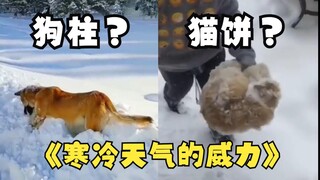 猫被冻成饼，寒冷天气的威力。